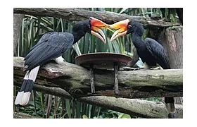 Ulu-Temburong-Nationalpark