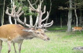 Dyrehaven Nørreskoven