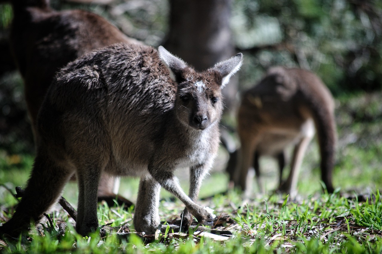 Australien