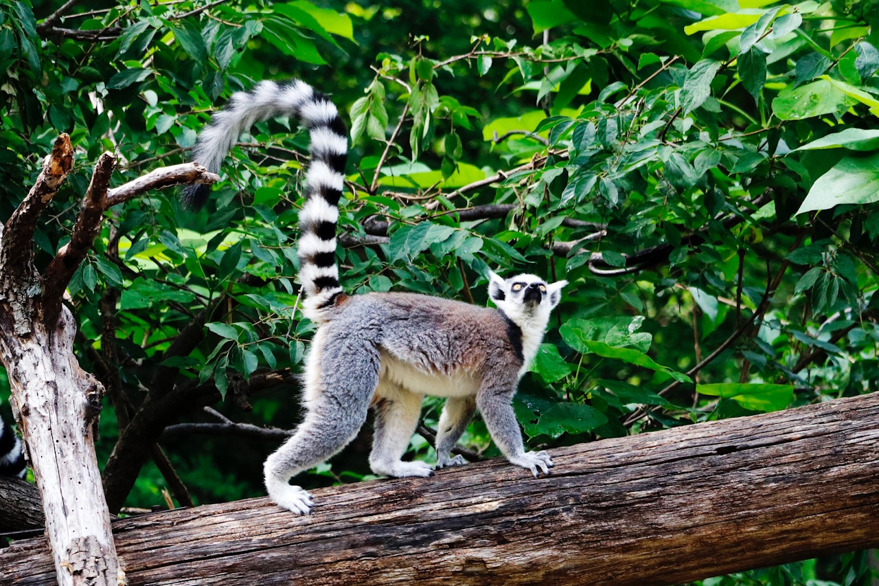 Madagaskar