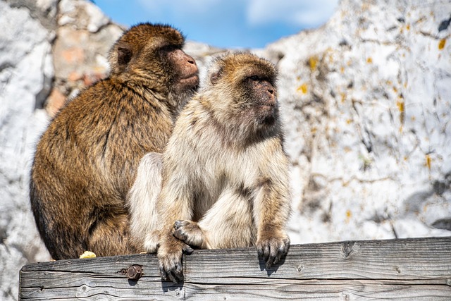 Gibraltar