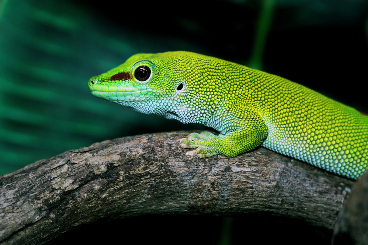 Bild zu Antananarivo