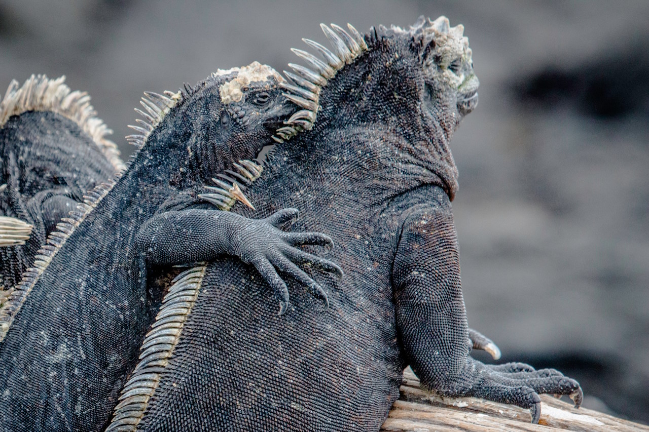 Bild zu Galapagos Inseln