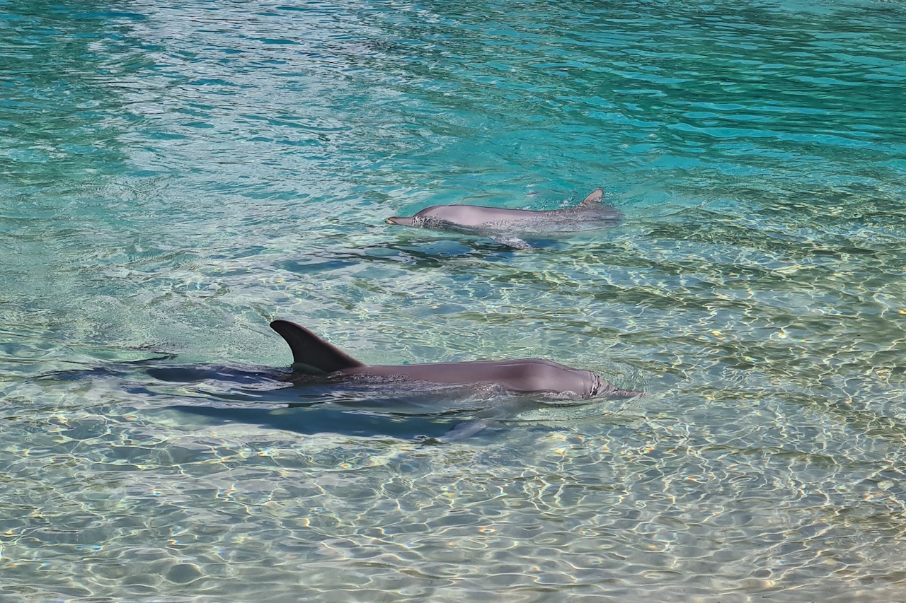 Bild zu Gold Coast City