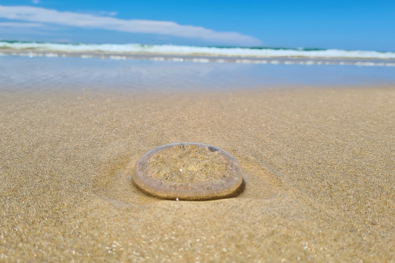 Bild zu Gold Coast City