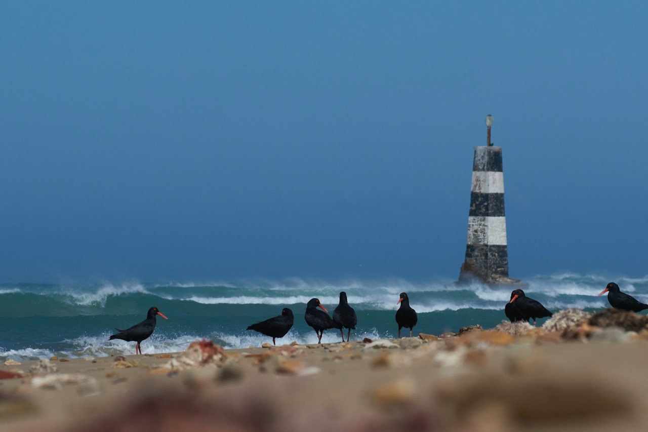 Bild zu Port Elizabeth