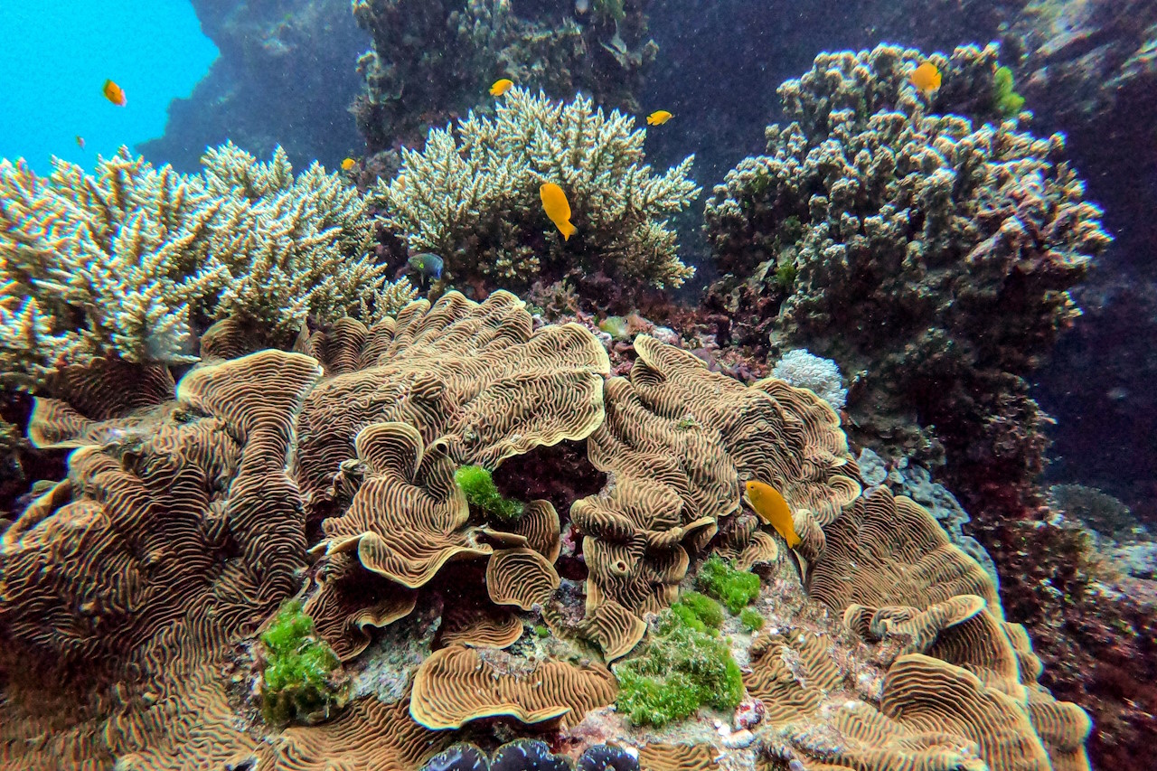 Bild zu Sunshine Coast